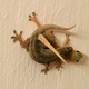 Illustration for article titled Phew! Russians Regain Control of Rogue Lizard-Sex Satellite